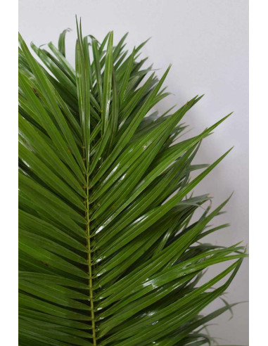 ROEBELENII 60 - 80CM PQ.