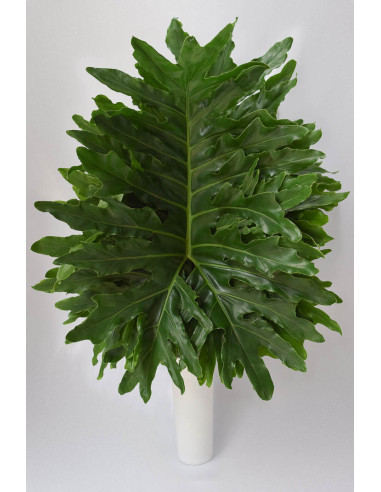 PHILODENDROM PREMUA PQ.