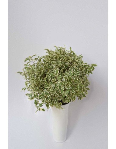 PITTOSPORUM BICOLOR X PQ.