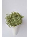 PITTOSPORUM BICOLOR X PQ.