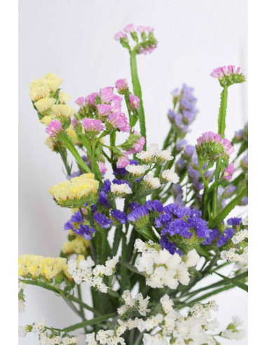 STATICES ARLEQUIN X 5 TALLOS