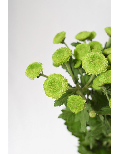 MARGARITAS VERDES  X 5 TALLOS