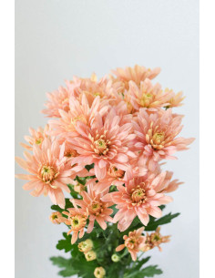 MARGARITAS EURO SALMON X 5 TALLOS