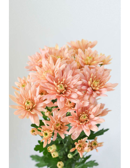 MARGARITAS EURO SALMON X 5 TALLOS