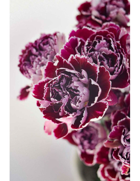 CLAVELES MORADOS BICOLOR x 20 - 25 TALLOS