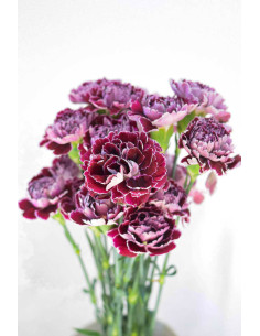 CLAVELES MORADOS BICOLOR x 20 - 25 TALLOS 2