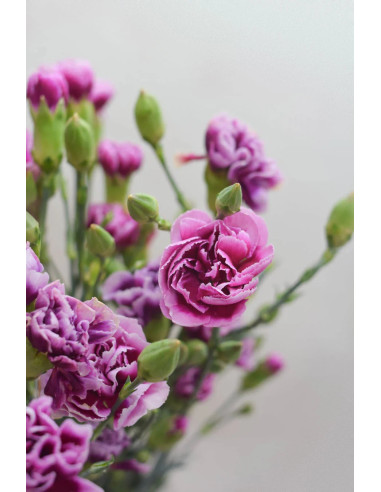 MINI CLAVEL BICOLOR MORADO X20T