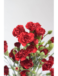 MINI CLAVEL ROJO X20T