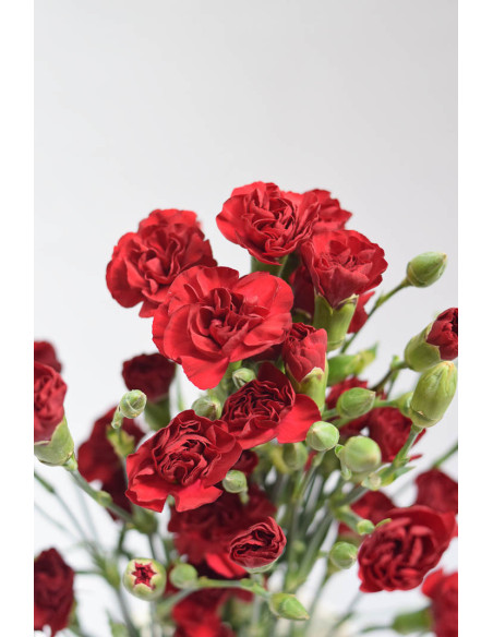 MINI CLAVEL ROJO X20T