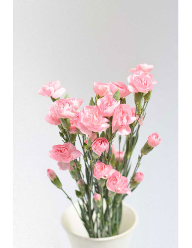 MINI CLAVEL ROSA X20T