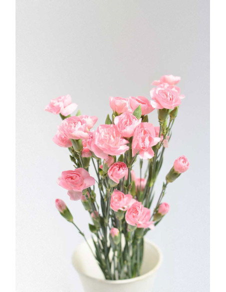 MINI CLAVEL ROSA X20T