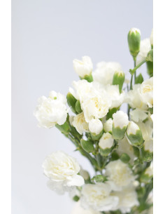 MINI CLAVEL BLANCO X20T