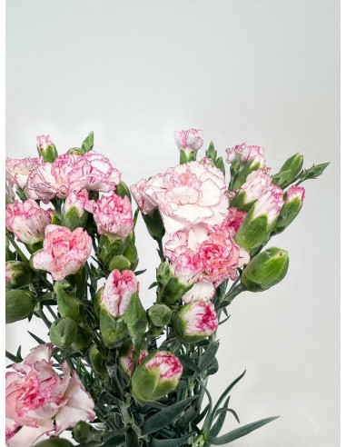 MINI CLAVEL BICOLOR ROSA X20T