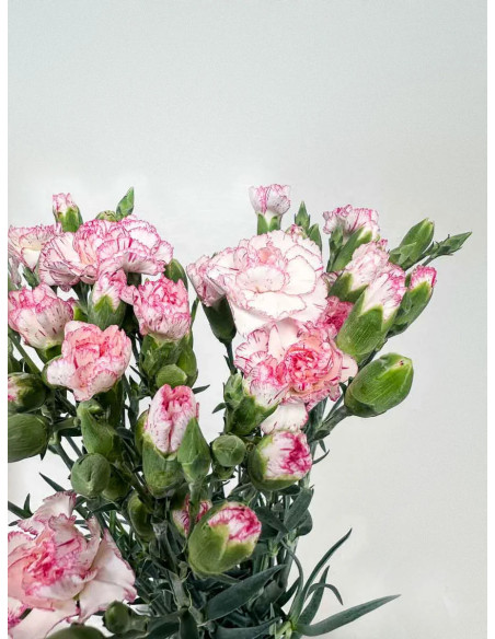 MINI CLAVEL BICOLOR ROSA X20T