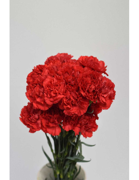 CLAVELES ROJOS x 20 - 25 TALLOS