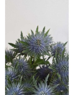 ERYNGIUM MAGNETAR QUESTAR X 10 TALLOS