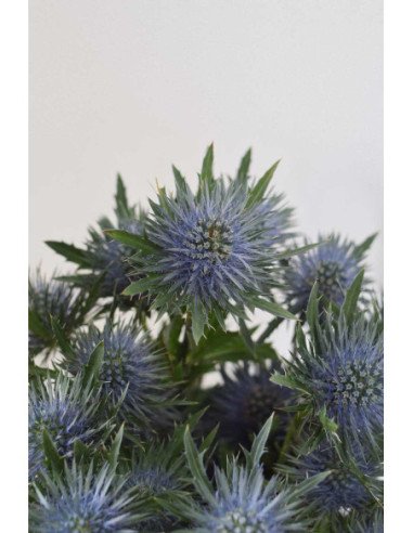 ERYNGIUM MAGNETAR QUESTAR X 10 TALLOS