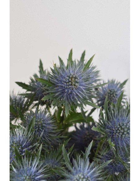 ERYNGIUM MAGNETAR QUESTAR X 10 TALLOS