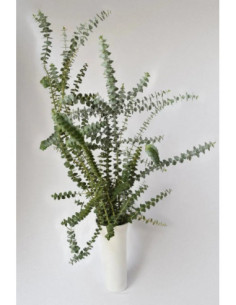 EUCALIPTO BABY BLUE PQ.