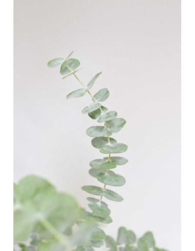 EUCALIPTO CINEREA PQ.