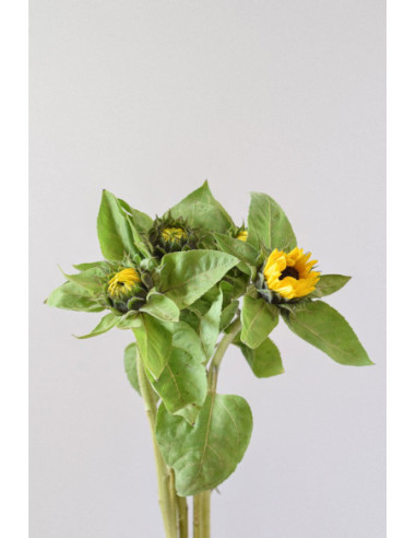 GIRASOLES X 5 TALLOS